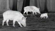 Schweine im Kameras